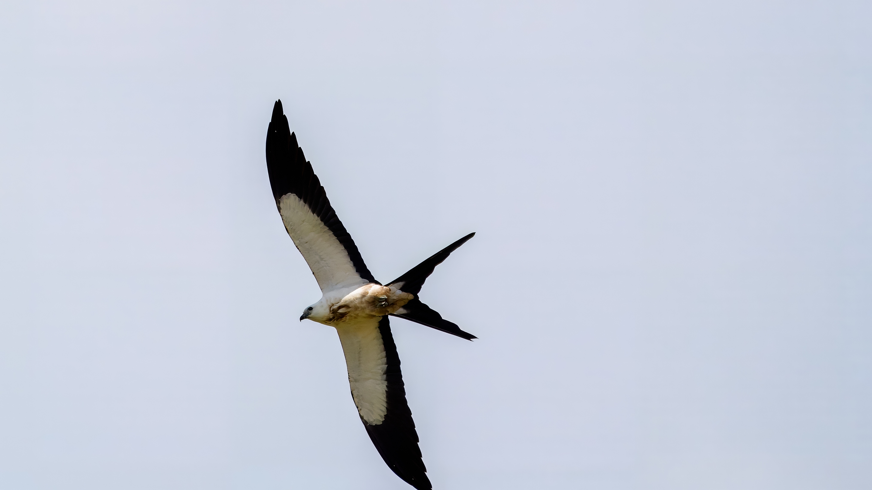 Schwalbenweih, Elanio tijereta, Elanoides forficatus, Swallow-tailed Kite